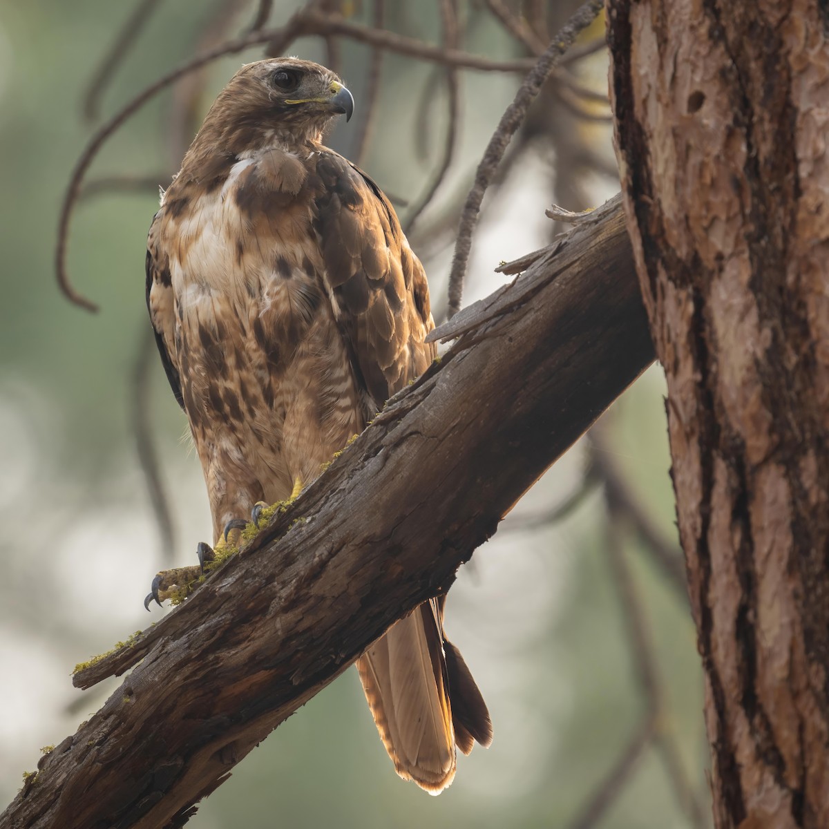 Red-tailed Hawk - ML608748375