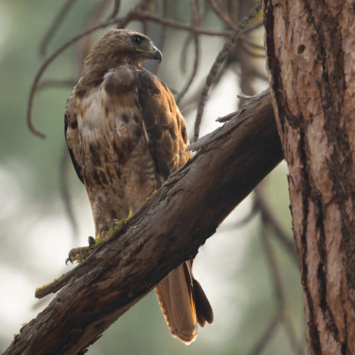 Red-tailed Hawk - ML608748376