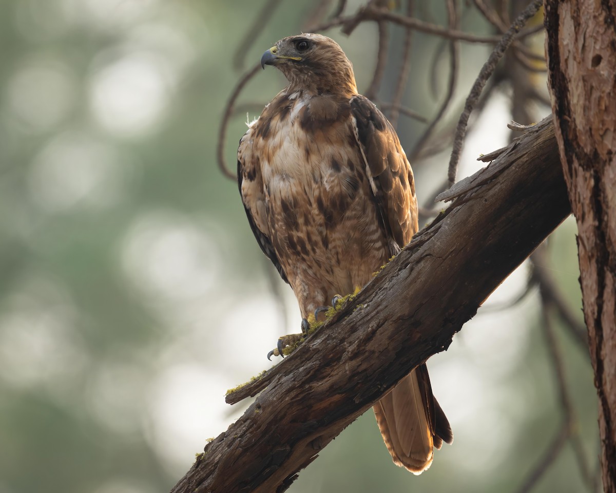 Red-tailed Hawk - ML608748378
