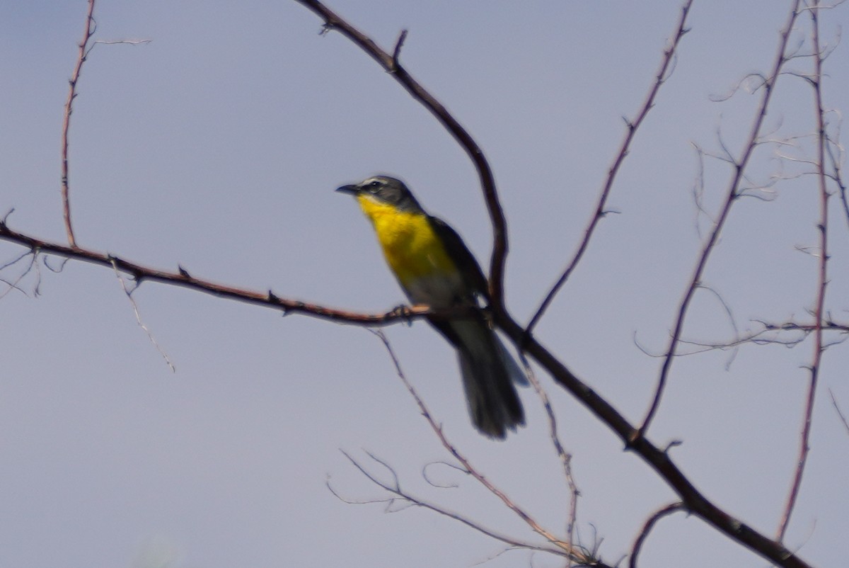 Yellow-breasted Chat - ML608748420