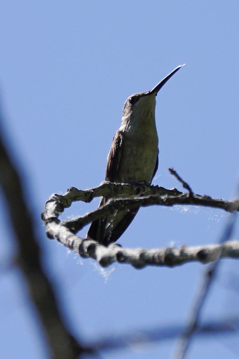Black-chinned Hummingbird - ML608748524