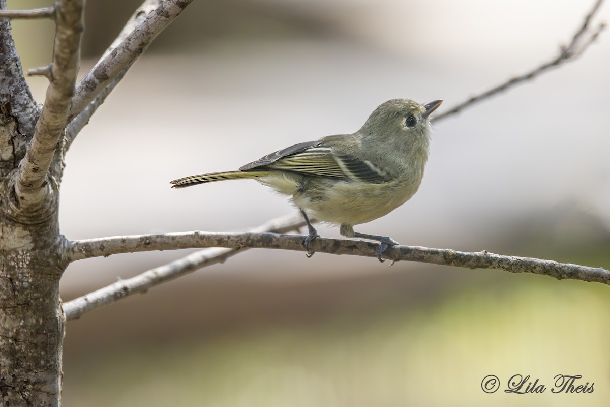 Vireo de Hutton - ML608748891