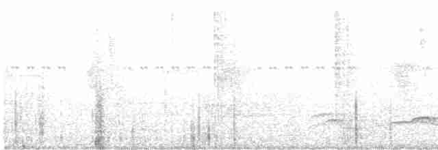 Percefleur à flancs blancs - ML608749140