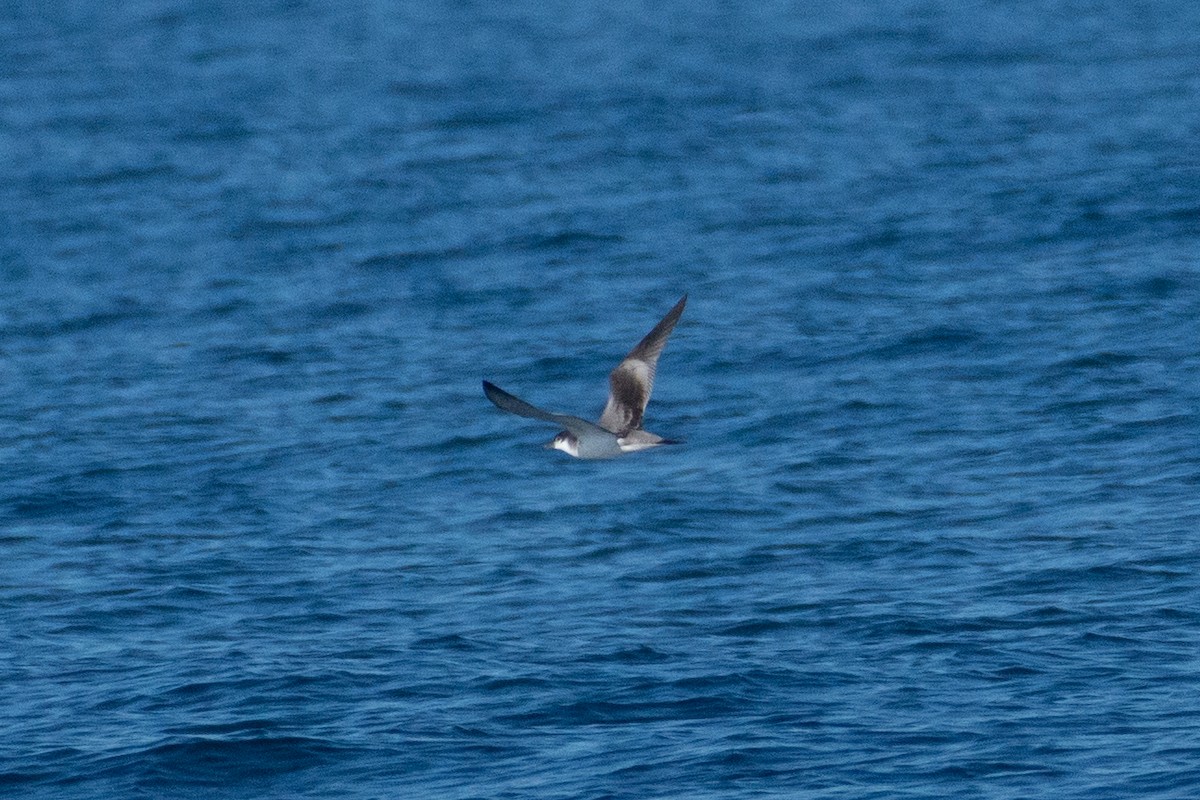 Buller's Shearwater - ML608749215