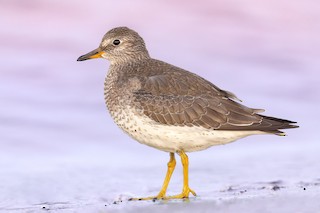 Surfbird
