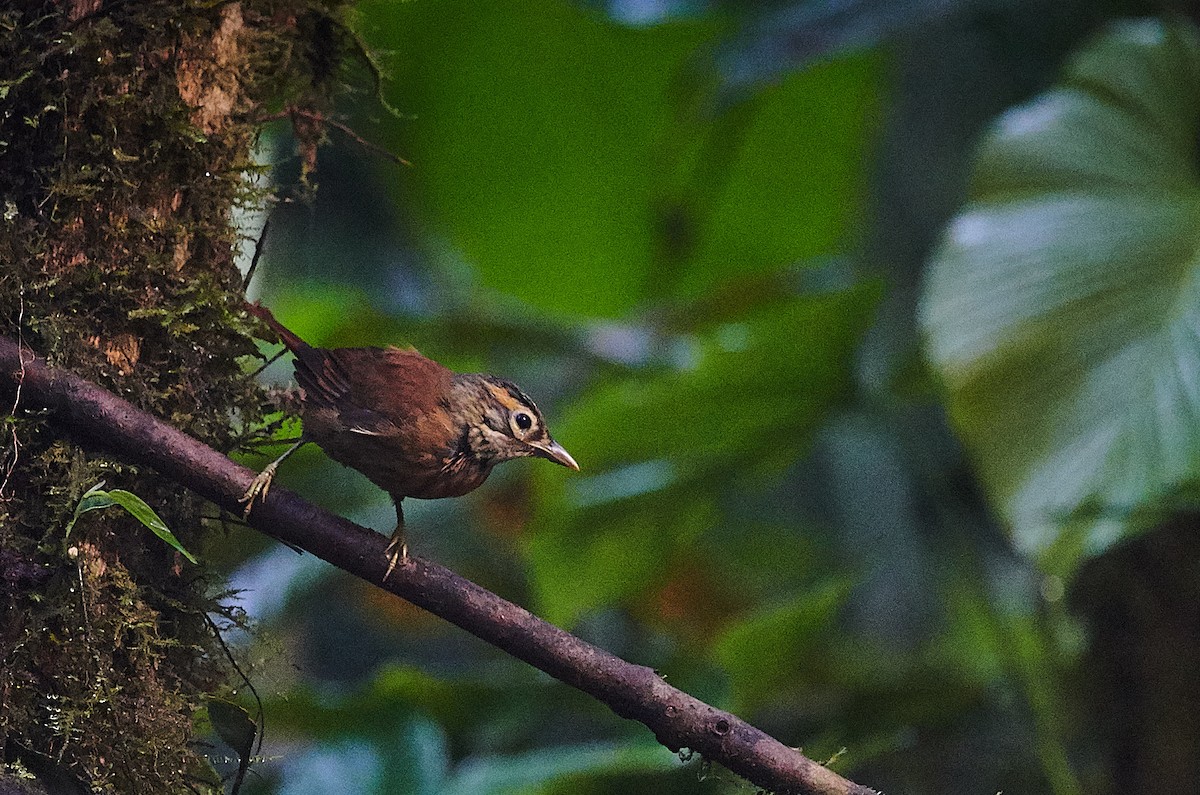 Scaly-throated Foliage-gleaner (Spot-breasted) - ML608749314