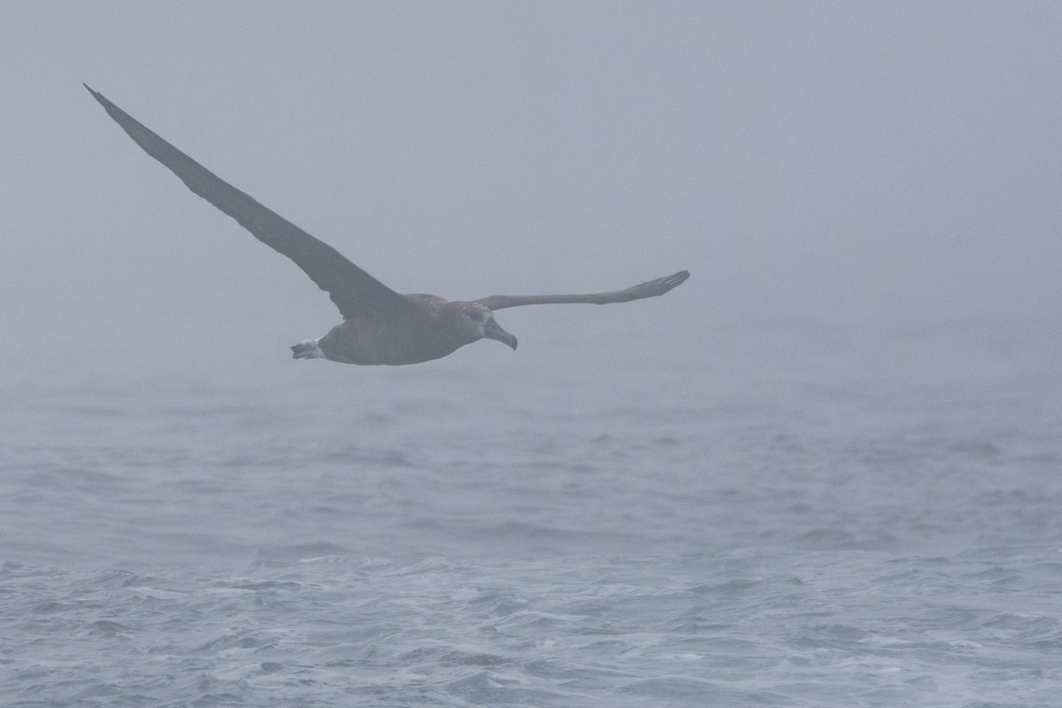 Black-footed Albatross - ML608749342