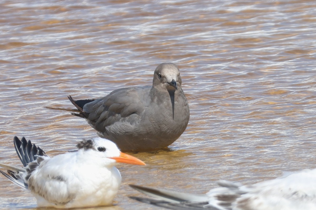 Gray Gull - ML608749374