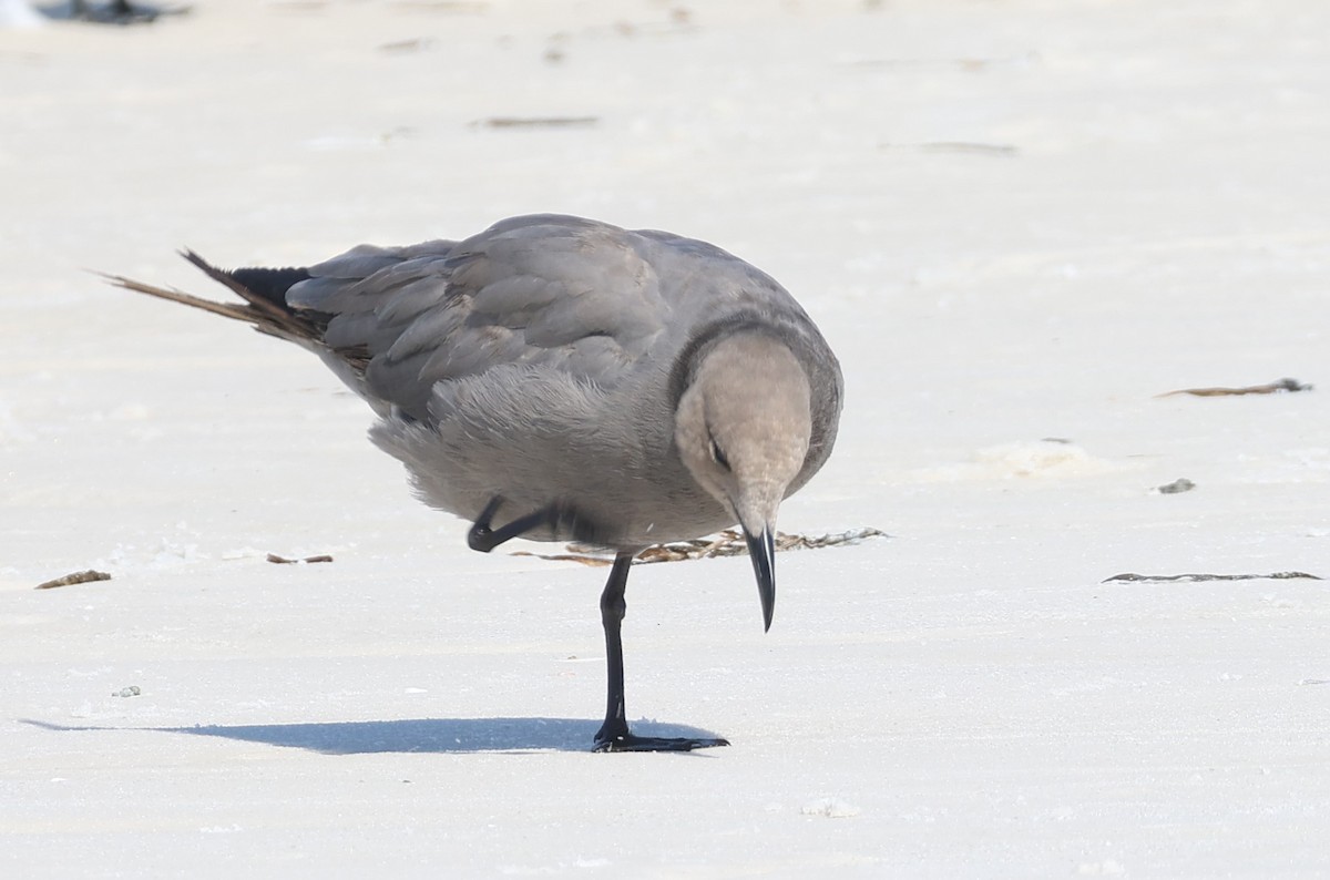 Gray Gull - ML608749375