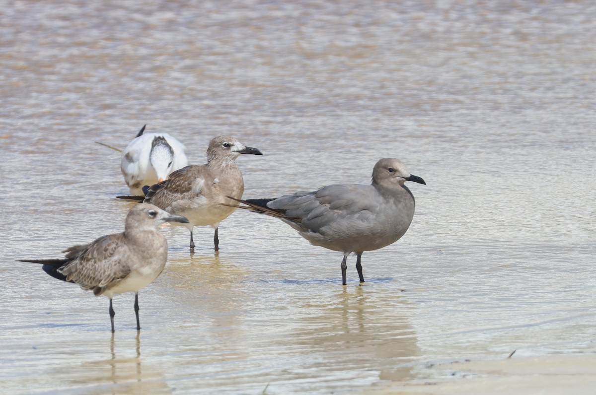 Gray Gull - ML608749378
