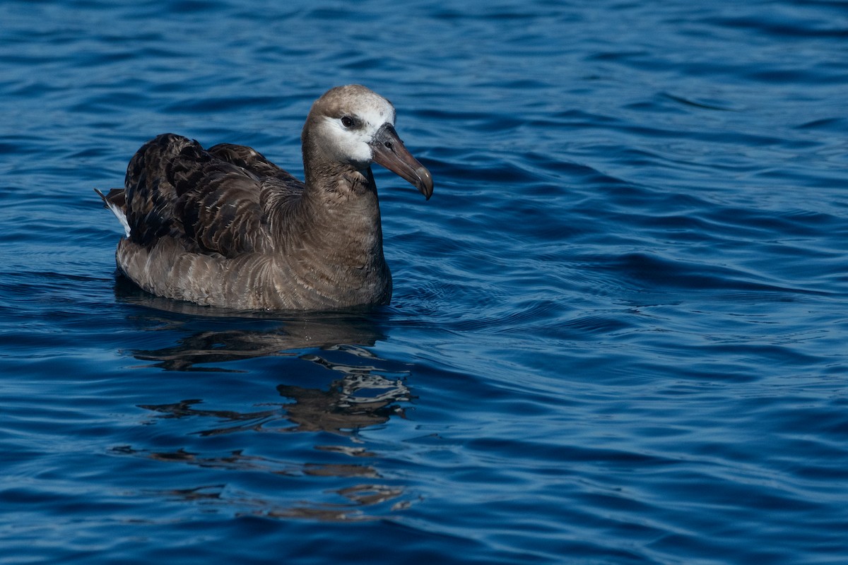 Black-footed Albatross - ML608749388