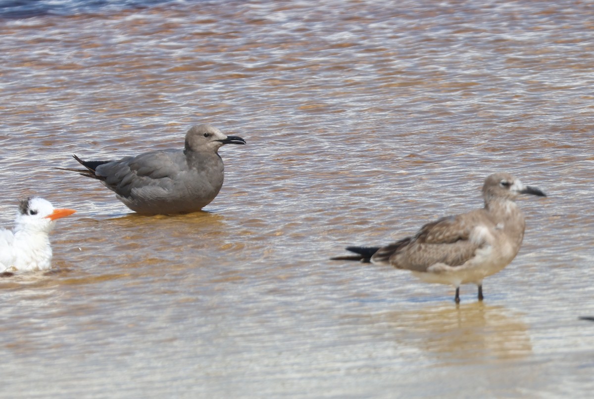 Gray Gull - ML608749423