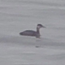 Red-necked Grebe - ML608749631