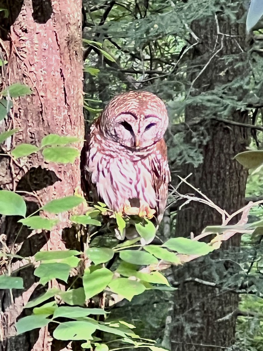 eBird Checklist 14 Jun 2023 Cades Cove Scenic Loop Road 1 species