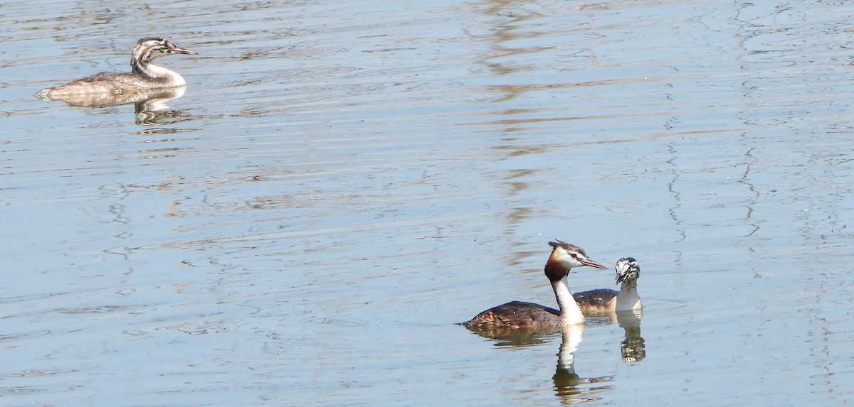Great Crested Grebe - ML608750154