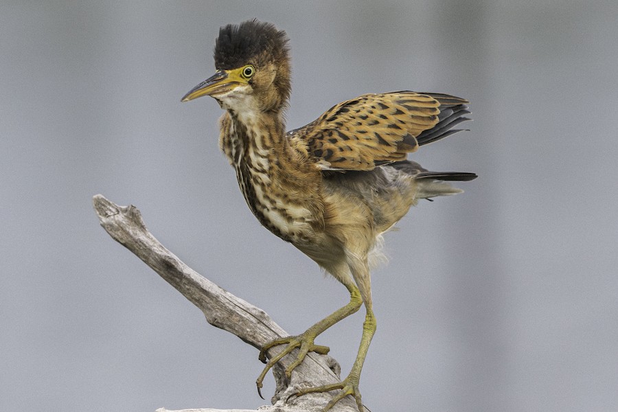 Least Bittern