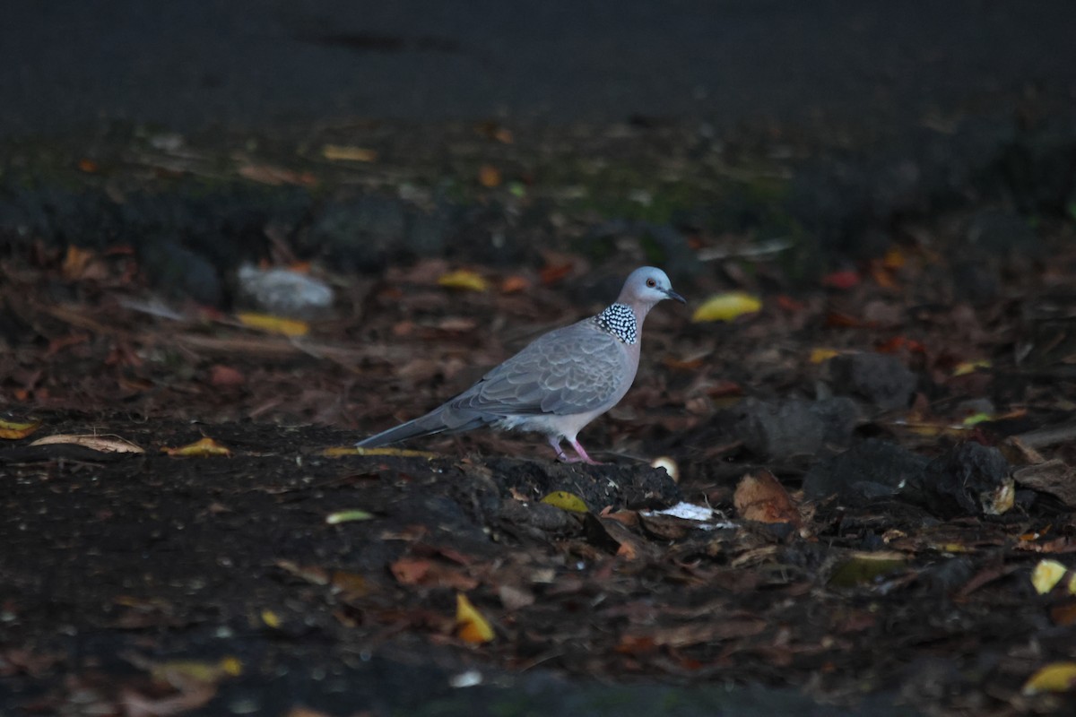 Spotted Dove - ML608751439