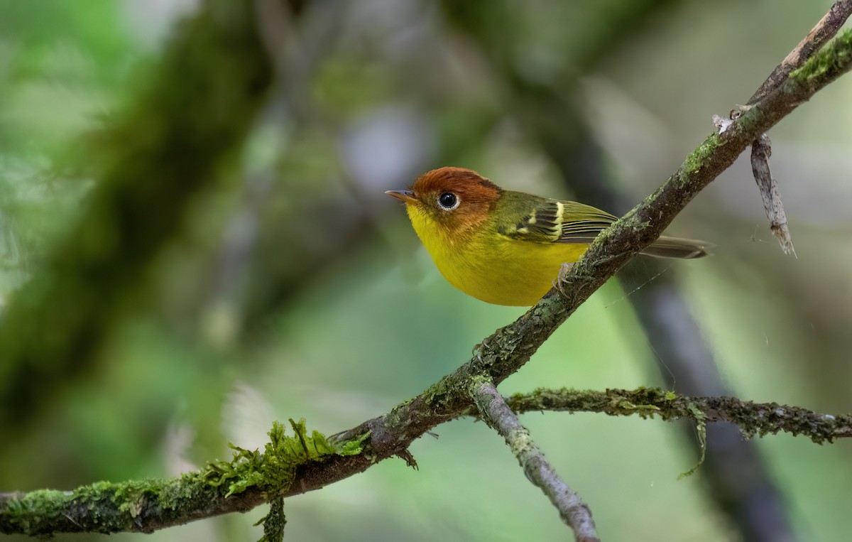 Yellow-breasted Warbler - Po-Wei Chi