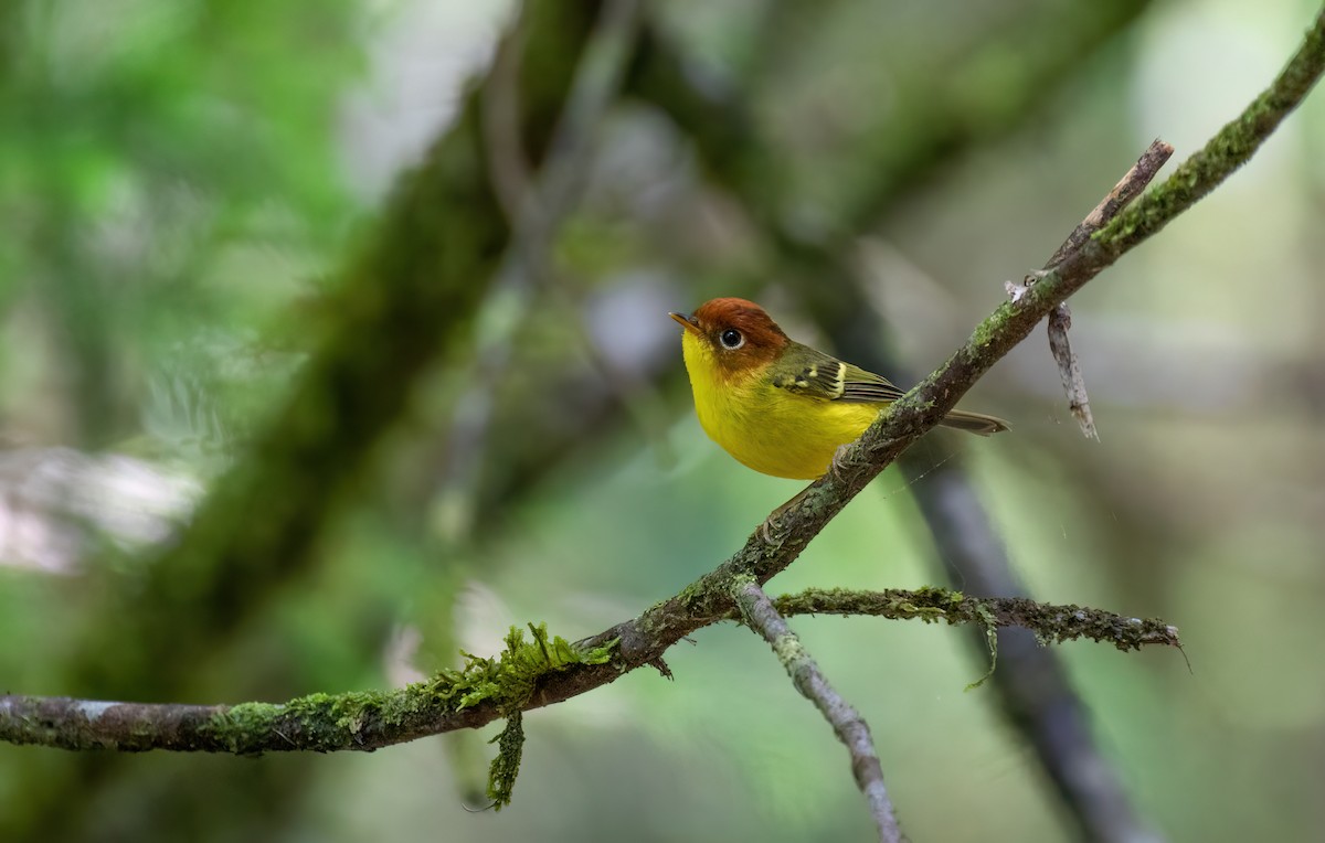 Yellow-breasted Warbler - ML608751879
