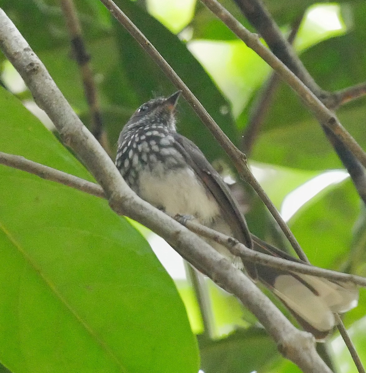 Spotted Fantail - ML608752204