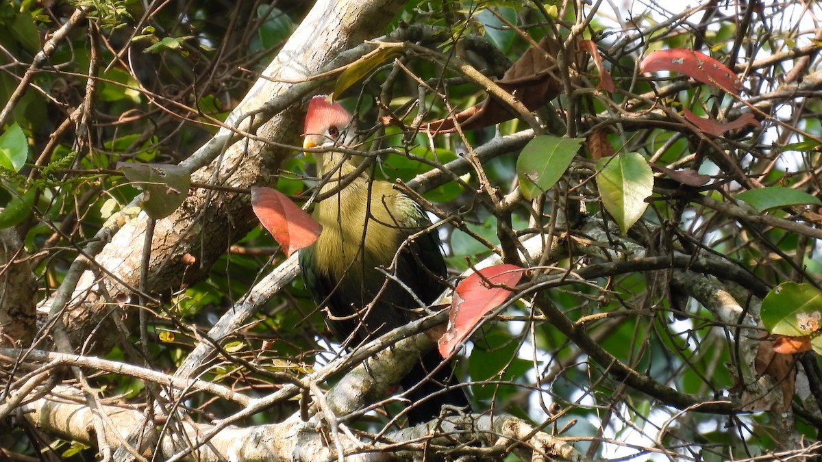 Red-crested Turaco - ML608752270