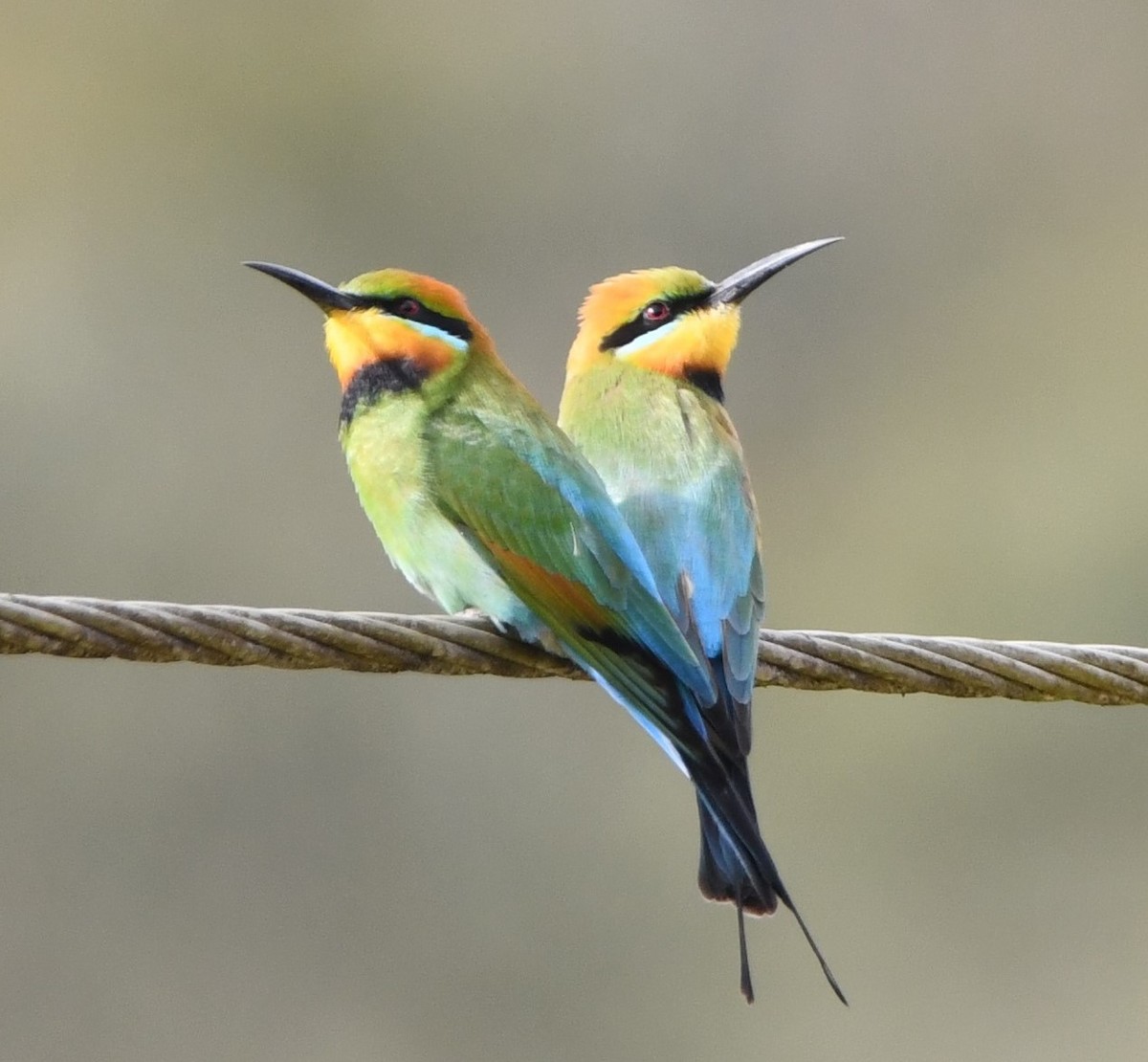 Rainbow Bee-eater - David Schuemaker