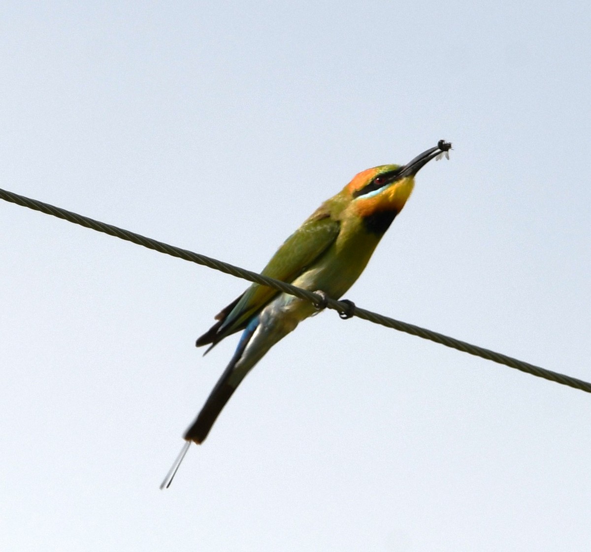 Rainbow Bee-eater - ML608752317