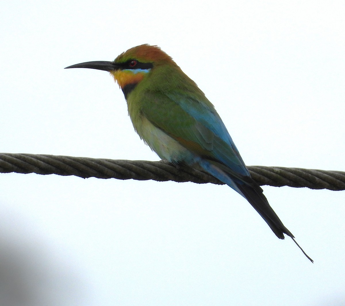 Rainbow Bee-eater - ML608752320