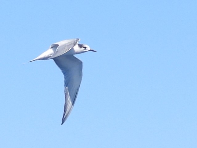 Common Tern - ML608752344