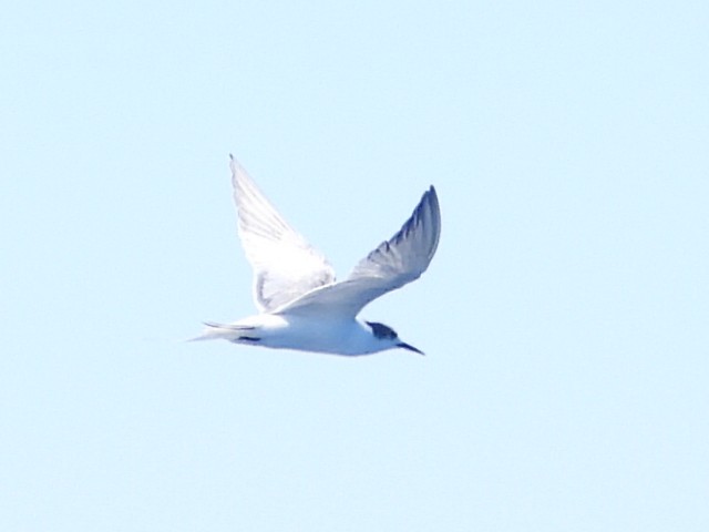Common Tern - ML608752345