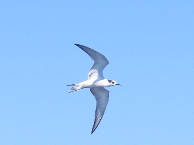 Common Tern - ML608752347