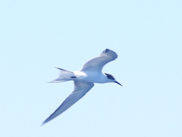 Common Tern - ML608752348