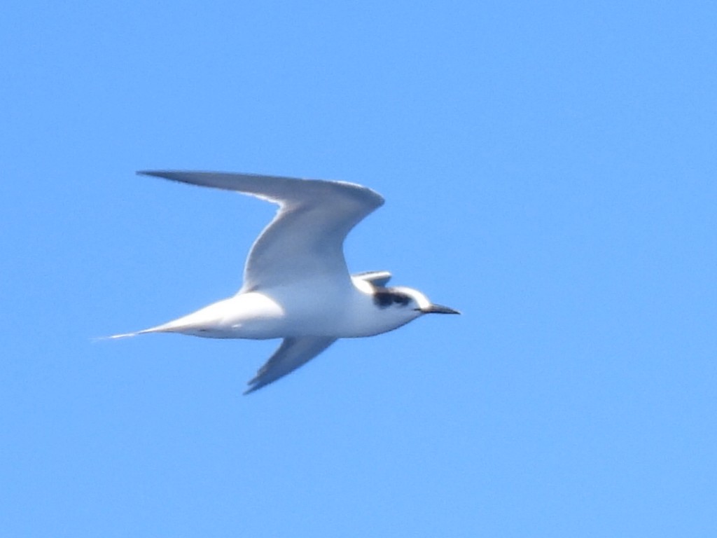 Common Tern - Scott Fox