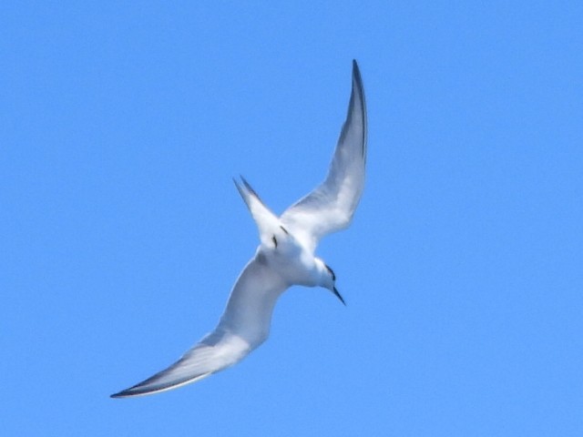 Common Tern - Scott Fox