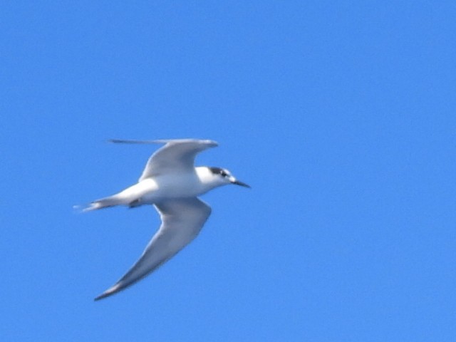 Common Tern - ML608752351