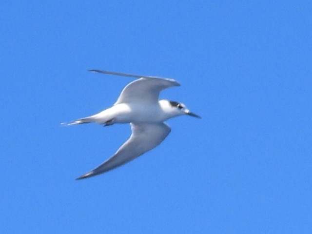 Common Tern - ML608752352