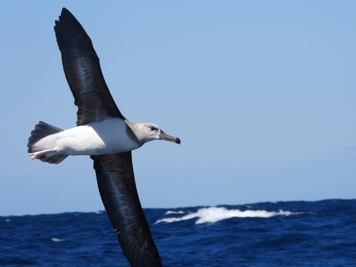 Black-browed Albatross - ML608752366