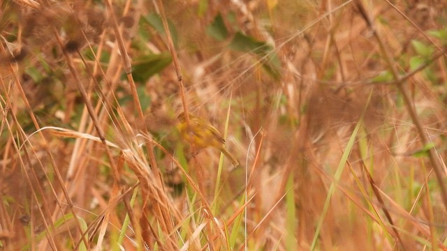 African Yellow-Warbler - ML608752893