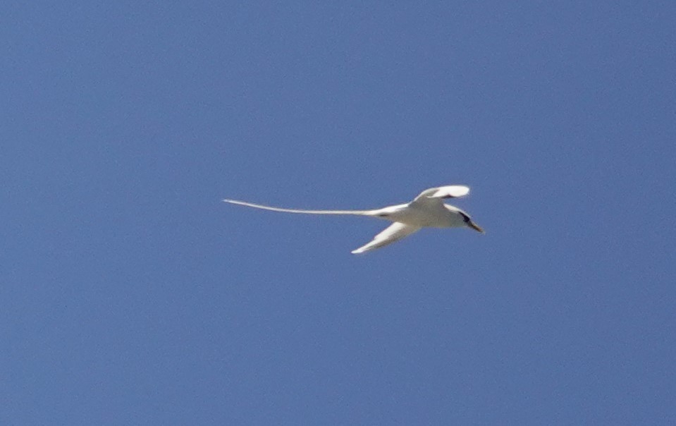 White-tailed Tropicbird - ML608753077