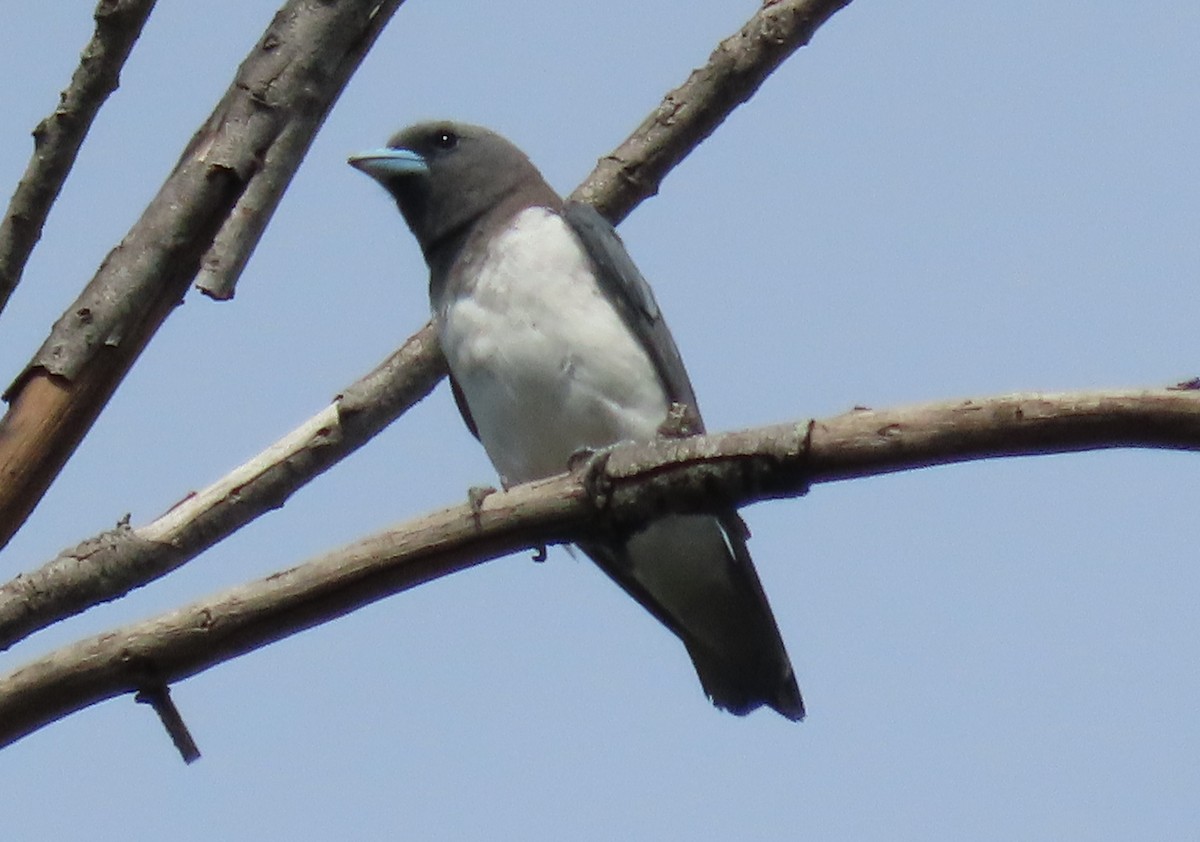 White-breasted Woodswallow - ML608753239
