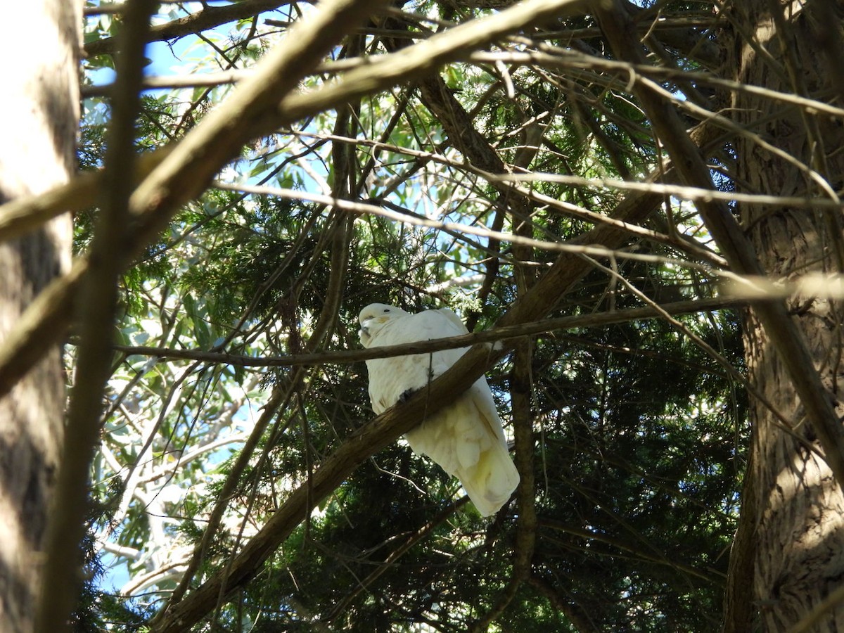 corella/white cockatoo sp. - Kanako Abe