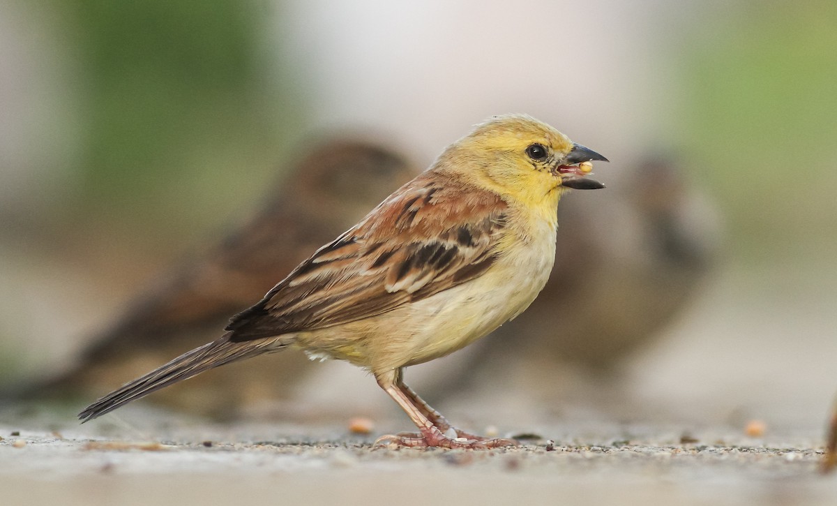 Sudan Golden Sparrow - ML608753718