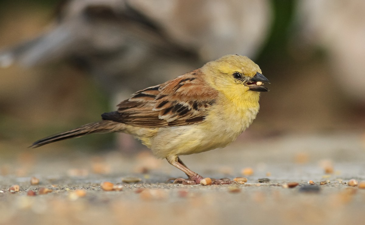 Sudan Golden Sparrow - ML608753721