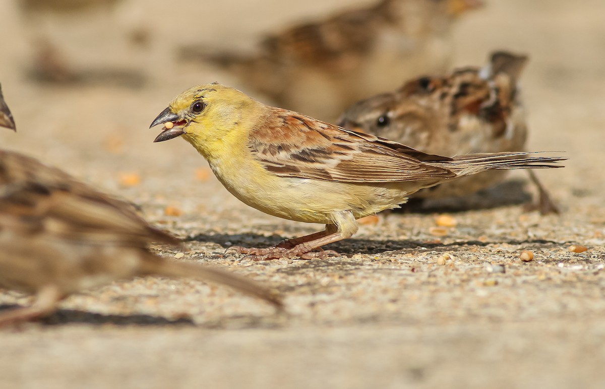 Sudan Golden Sparrow - ML608753722