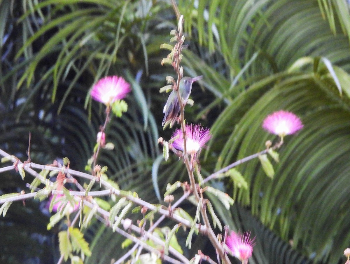 Copper-tailed Hummingbird - ML608754673