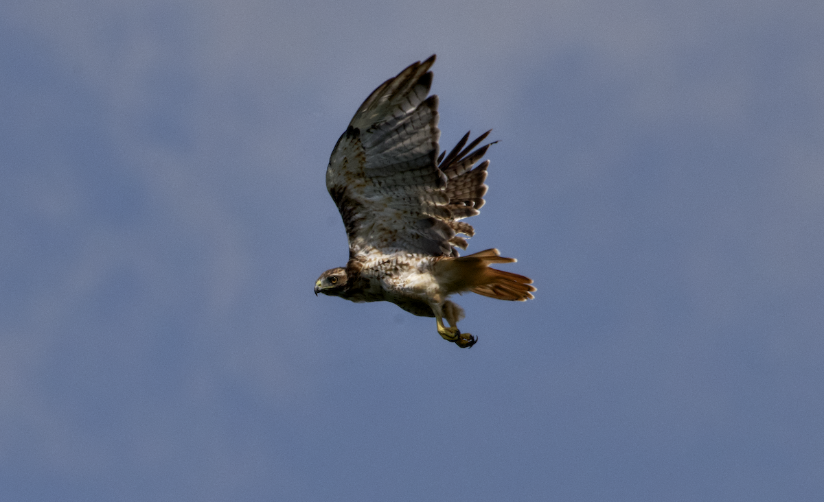 Red-tailed Hawk - ML608754689
