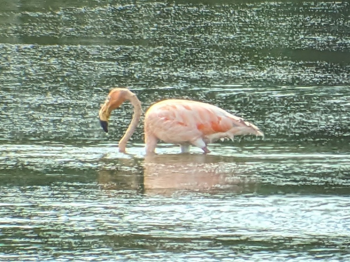 Amerika Flamingosu - ML608754746