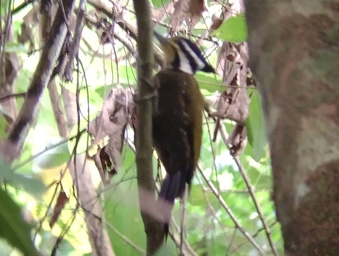 Olive-backed Woodpecker - ML608755094