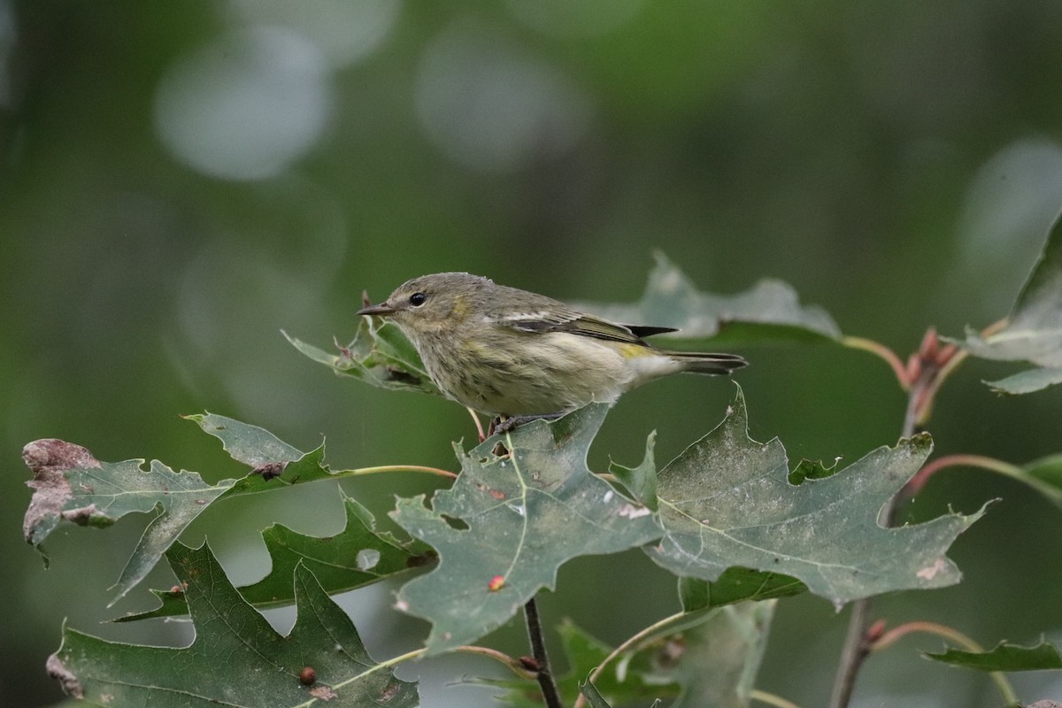 Cape May Warbler - ML608755119