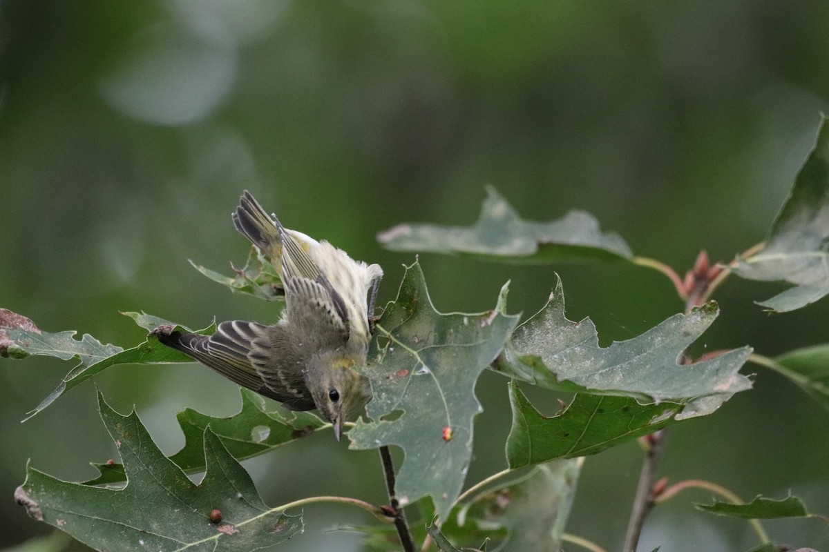 Cape May Warbler - ML608755120